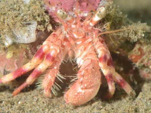 Anemone hermit crab