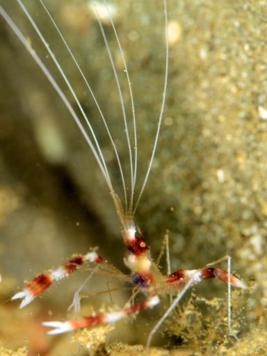 Banded coral shrimp（オトヒメエビ）