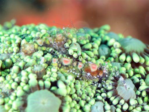 Graceful anemone shrimp