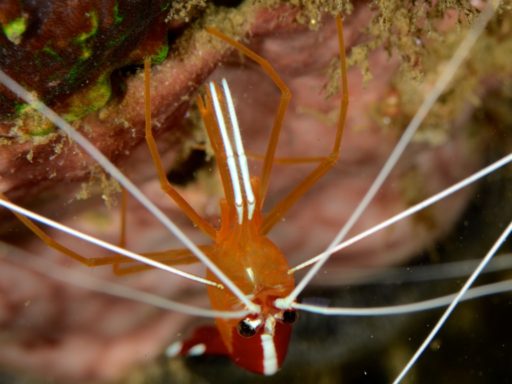 Pacific cleaner shrimp（アカシマシラヒゲエビ）