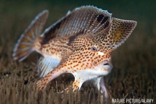 Spotted handfish on frogfish_web_feet_nature_picture.jpg