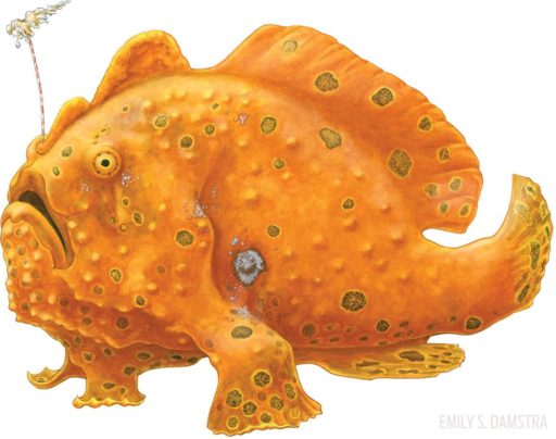 Species: The Frogfish