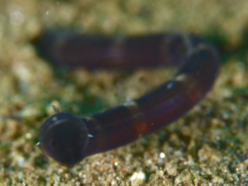 イレズミウミヘビの幼魚