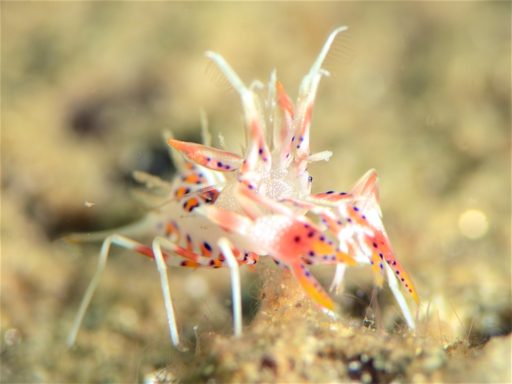 Tiger shrimp（トゲツノメエビ）