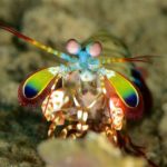 Peacock mantis