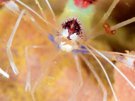 Banded coral shrimp、オトヒメエビ
