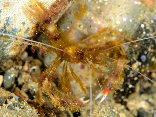Hairy banded coral shrimp、オトヒメエビ？