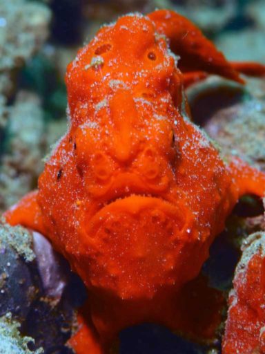 Gnome (Giant frogfish)
