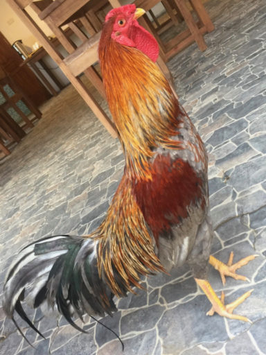タラサリゾートレンベの鶏