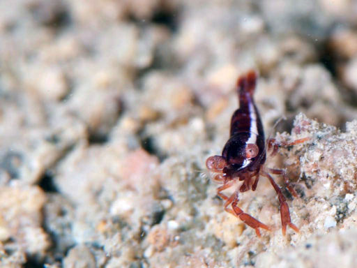 Unknown shrimp