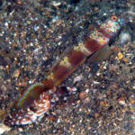 Wide-Barred Shrimp Goby