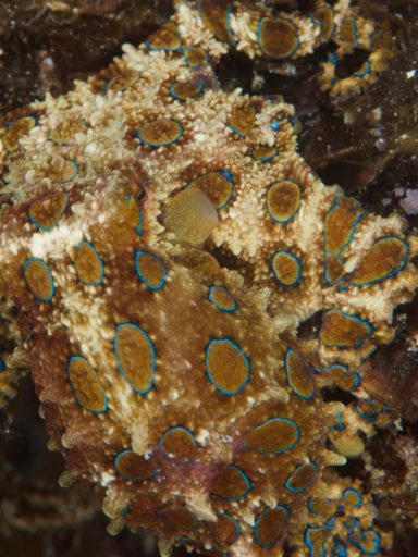 Blue-RInged Octopus
