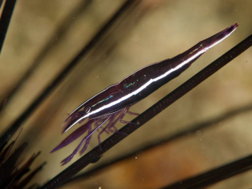 Purple Urchin Shrimp、ガンガゼカクレエビ