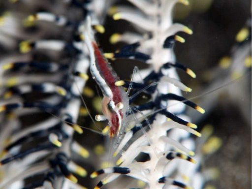 Twin-Stripe Crinoid Shrimp