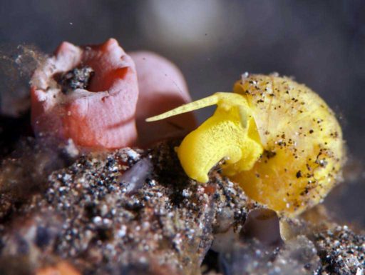 Sea snail, 海のカタツムリ