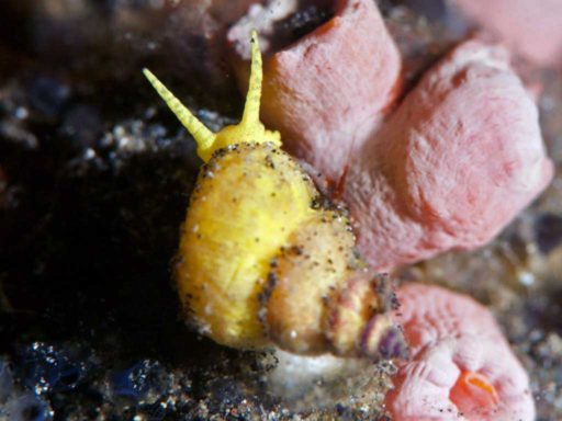 Sea snail, 海のカタツムリ