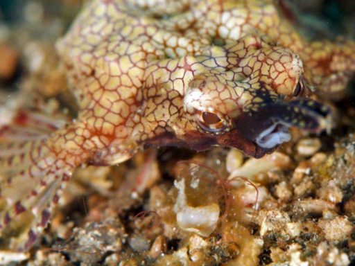 Dragon Sea Moth、ウミテング