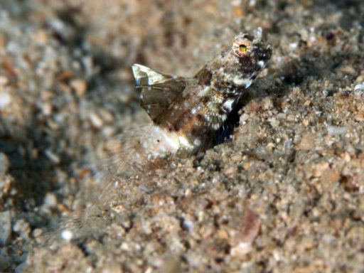 Rayed Shrimpgoby