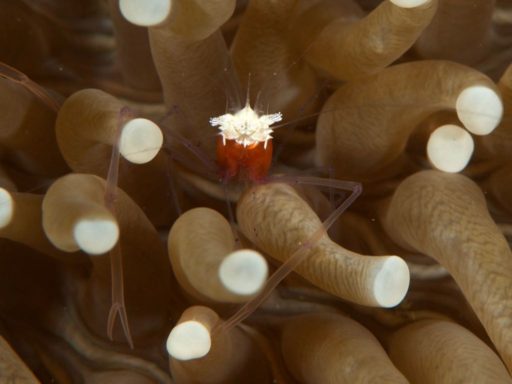 Korore Anemone Shrimp