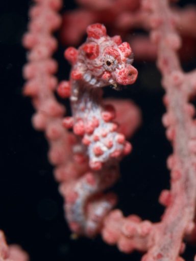 Bargibant's pygmy seahorse