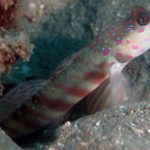 Pink Spotted Goby