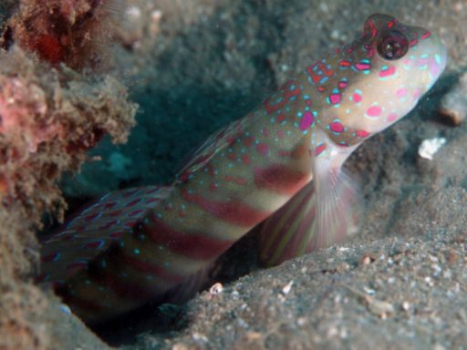 Pink Spotted Goby、オイランハゼ