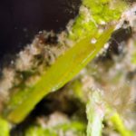 Bignose Seagrass Shrimp