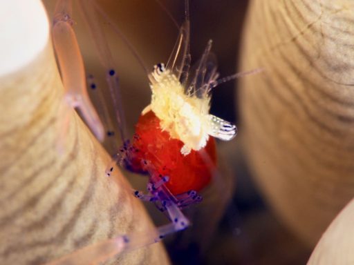 Koror Anemone Shrimp、コロールアネモネシュリンプ