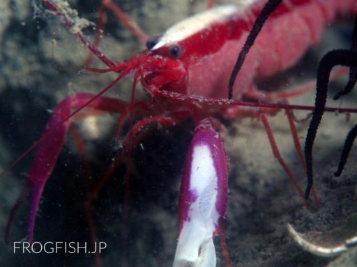 Snapping shrimp in Liloan sea 