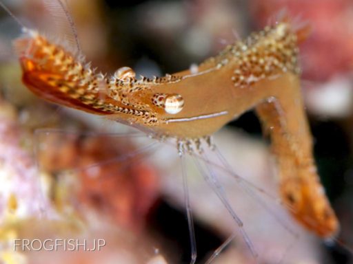 Longnose Shrimp（コガラシエビ）