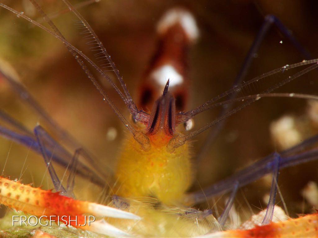 Blue-legged Boxer Shrimp