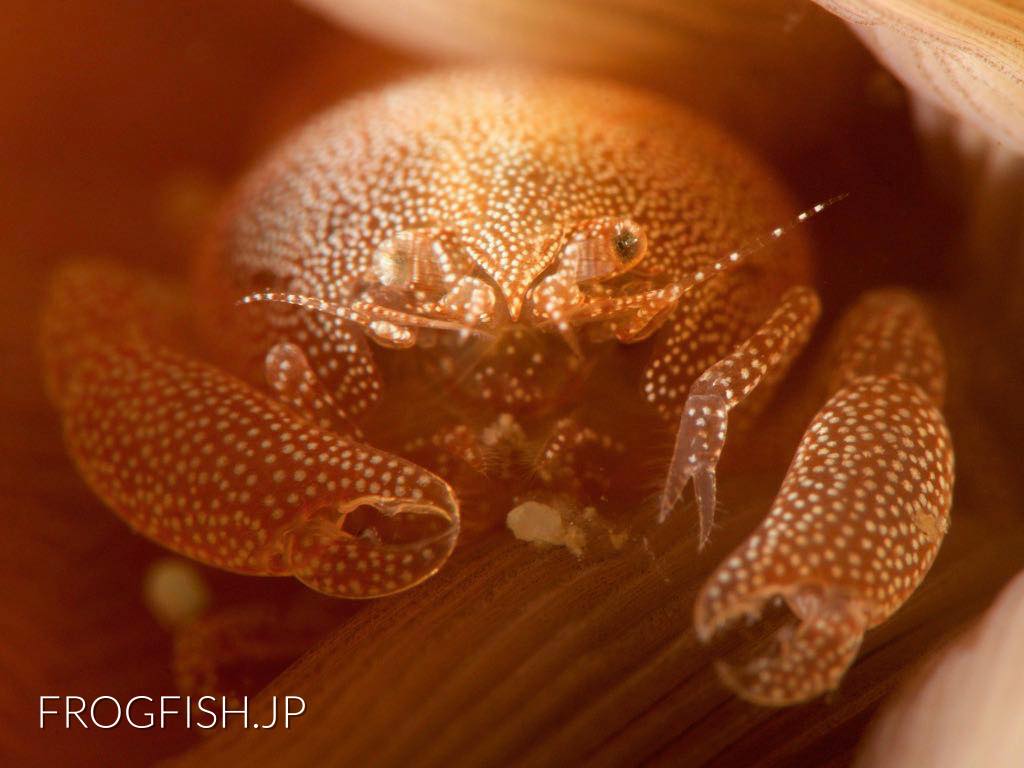 Giant-clam Shrimp