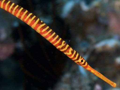 Orange-banded pipefish