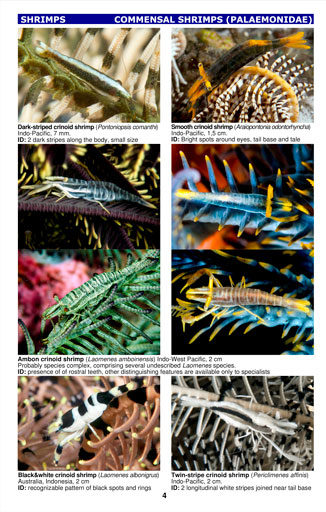 Coral Reef Crustaceans: From Red Sea to Papua