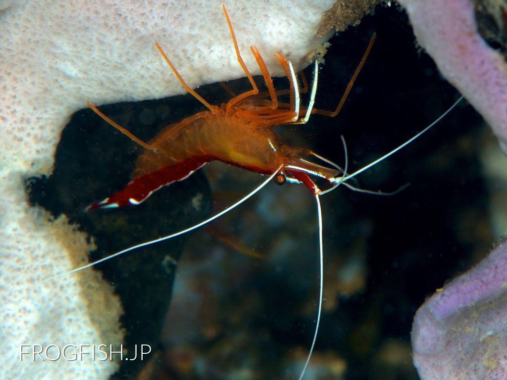 Hump-back cleaner shrimp