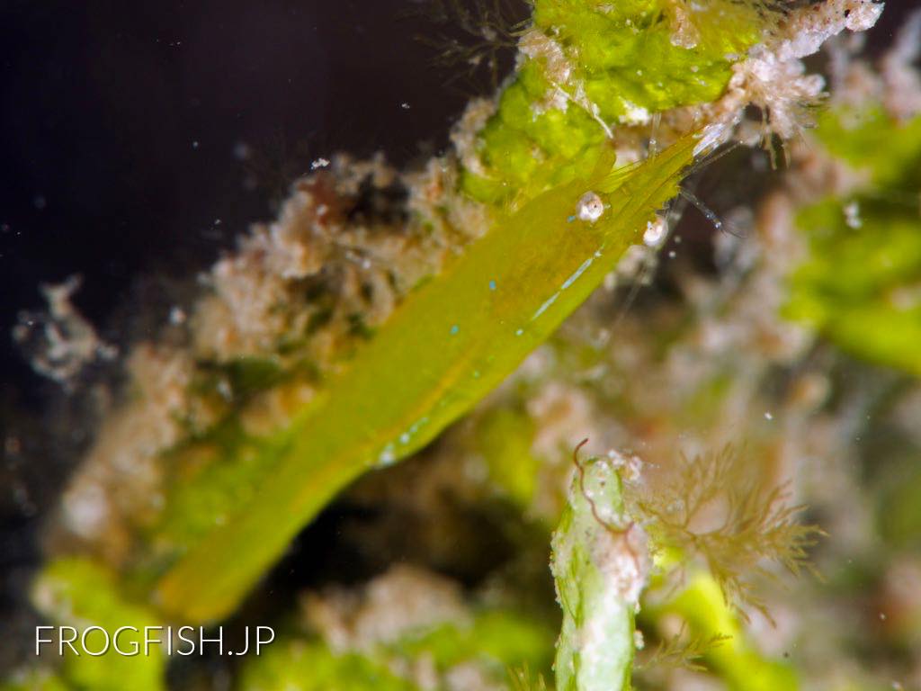 Big nose seagrass shrimp