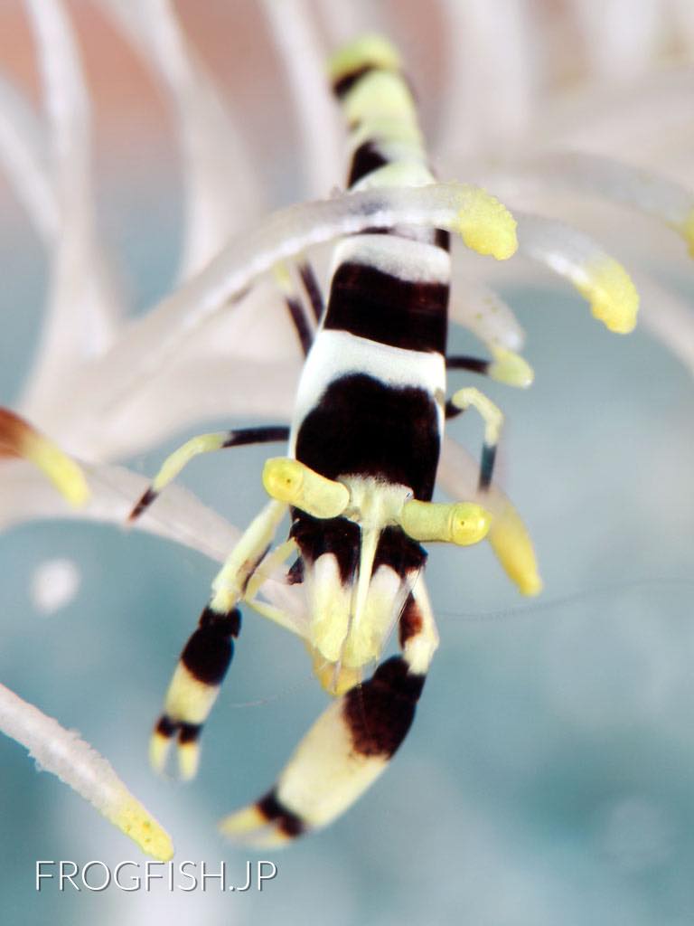 Black&White crinoid shrimp