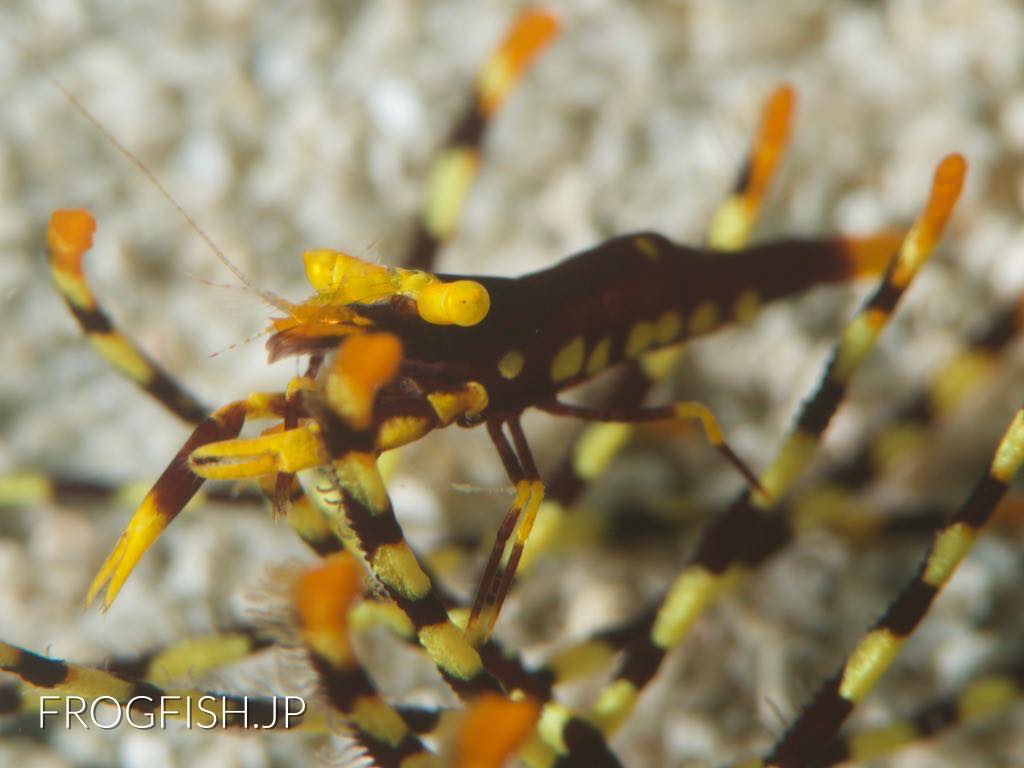 Crinoid shrimp