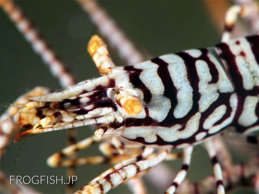 Leopard crinoid shrimp