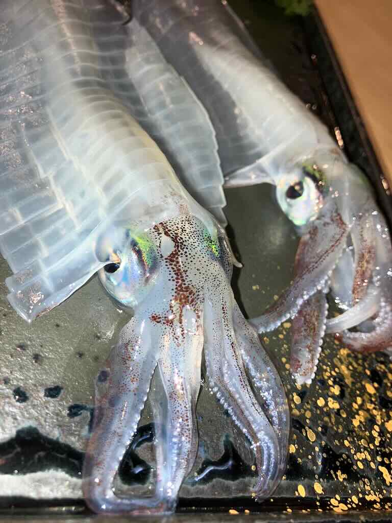 海中レストラン萬坊のササイカ（ケンサキイカ）の刺身